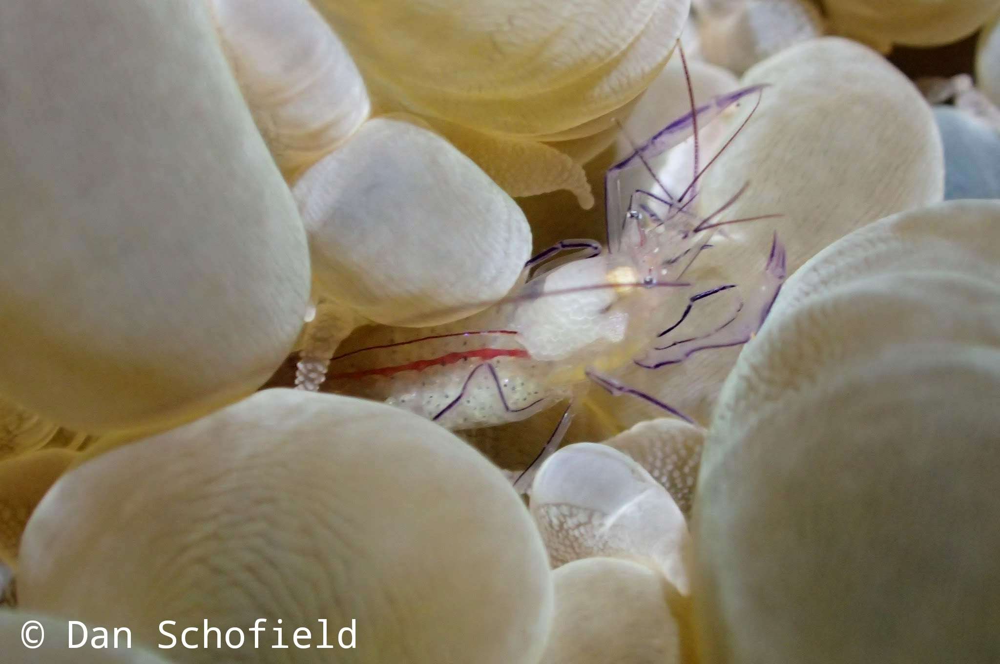 Image of Bubble coral shrimp