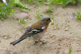 Image of Fringilla Linnaeus 1758