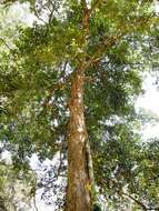 Image de Artocarpus integer (Thunb.) Merr.