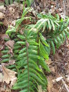 Image of Dryopteris crassirhizoma Nakai