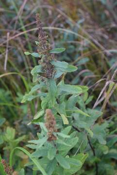 صورة Solidago lepida DC.