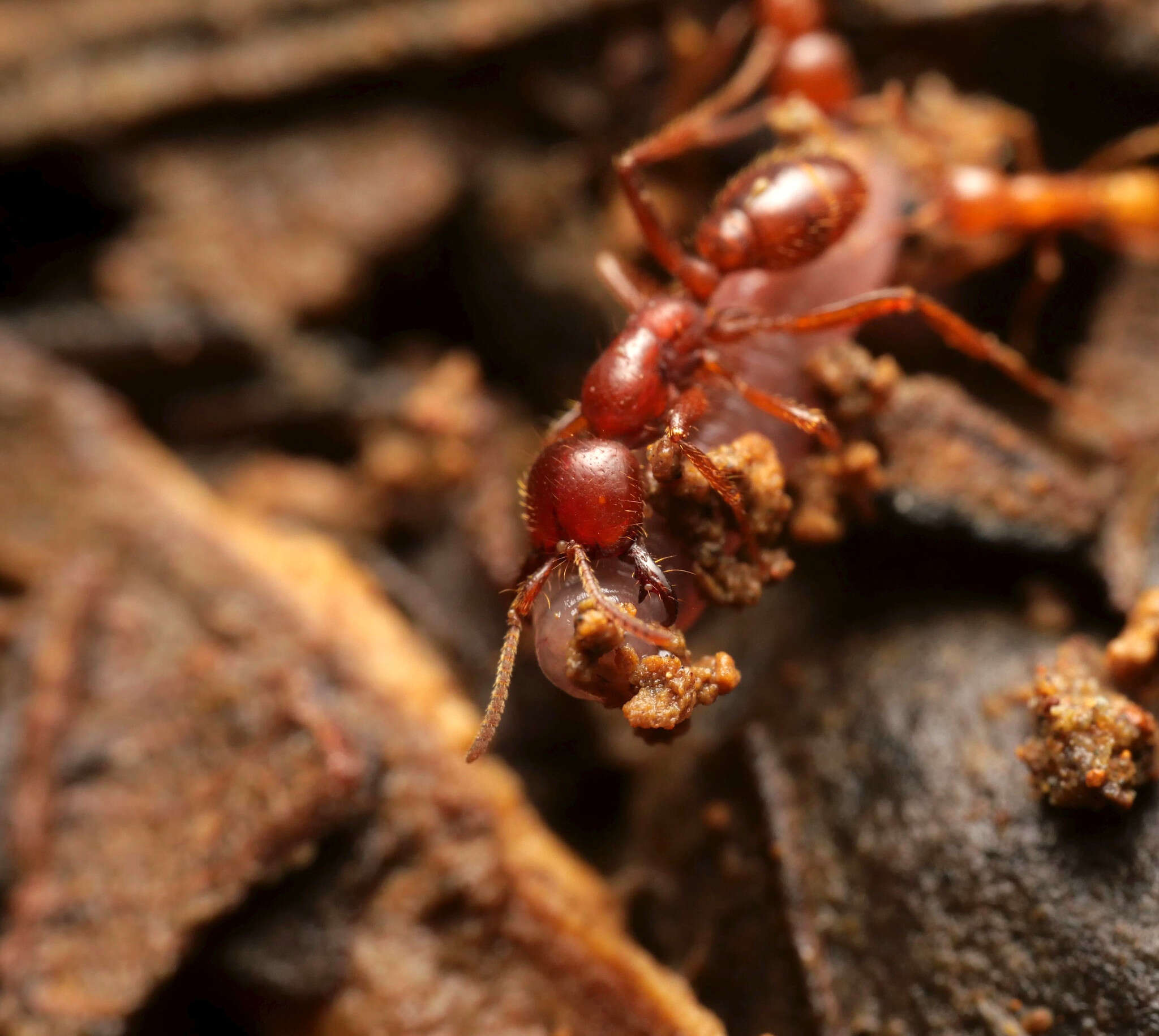 Image of Cheliomyrmex andicola Emery 1894