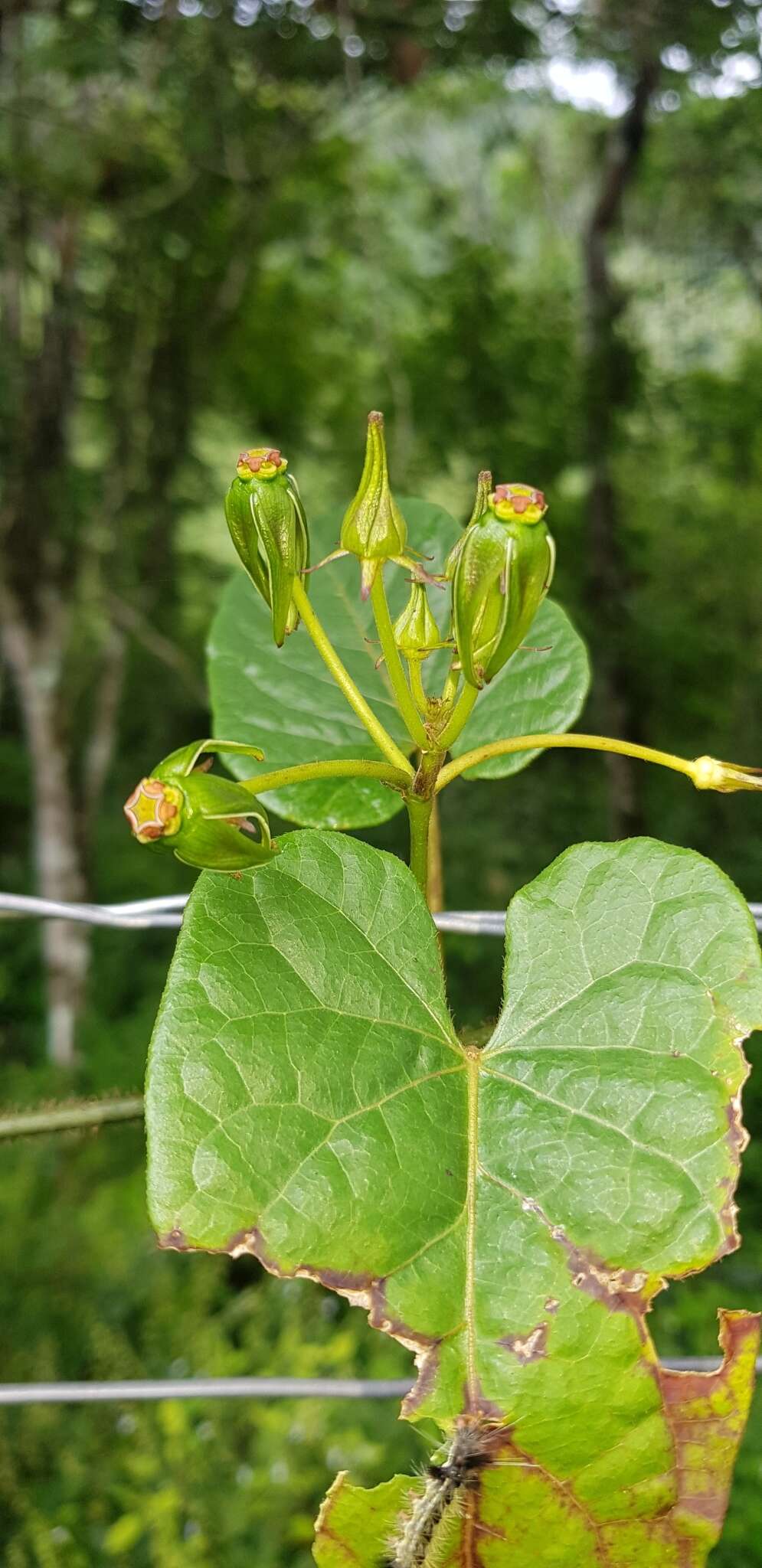 Image of Gonolobus breedlovei L. O. Wms.