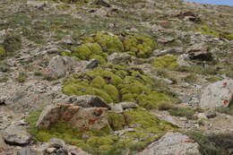 Image of Golden Alpine Sandwort