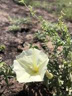 Image of Peirson's false bindweed