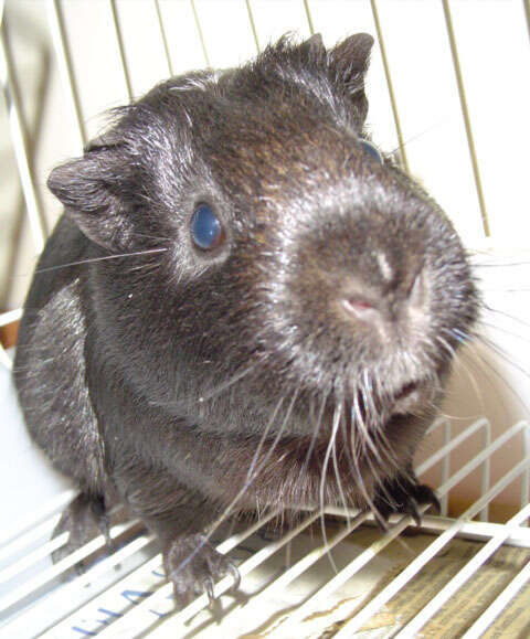 Image of Cavy