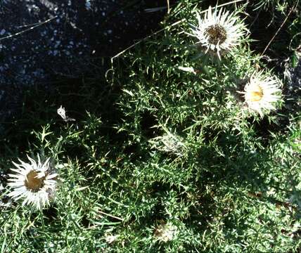 Слика од Carlina acaulis subsp. caulescens (Lam.) Schübl. & G. Martens