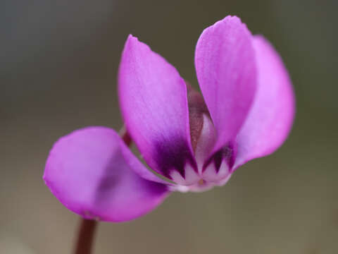 Image of Cyclamen coum Miller