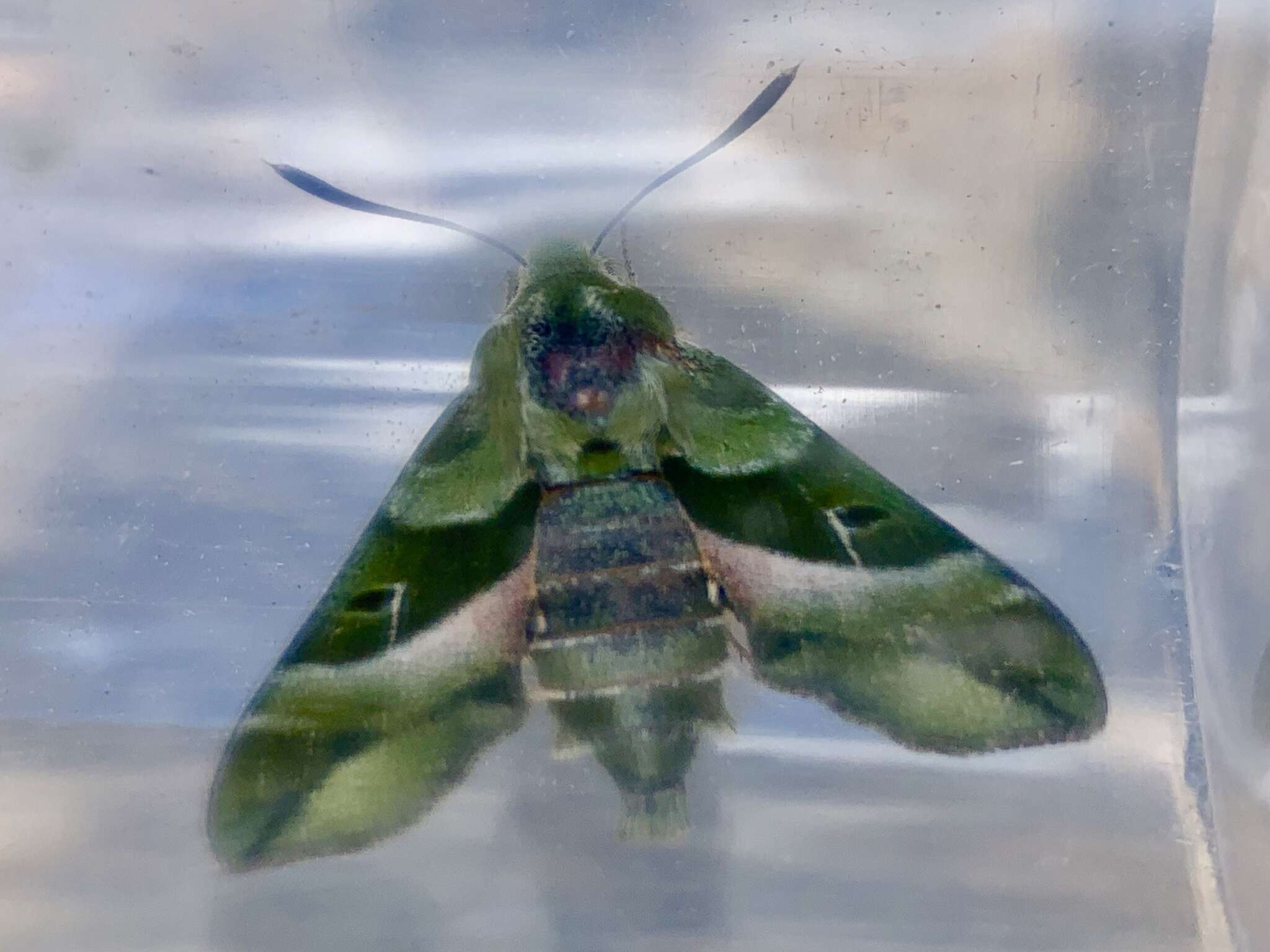 Proserpinus clarkiae (Boisduval 1852) resmi