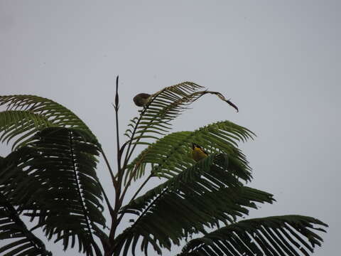 Image of Yellow-bellied Dacnis