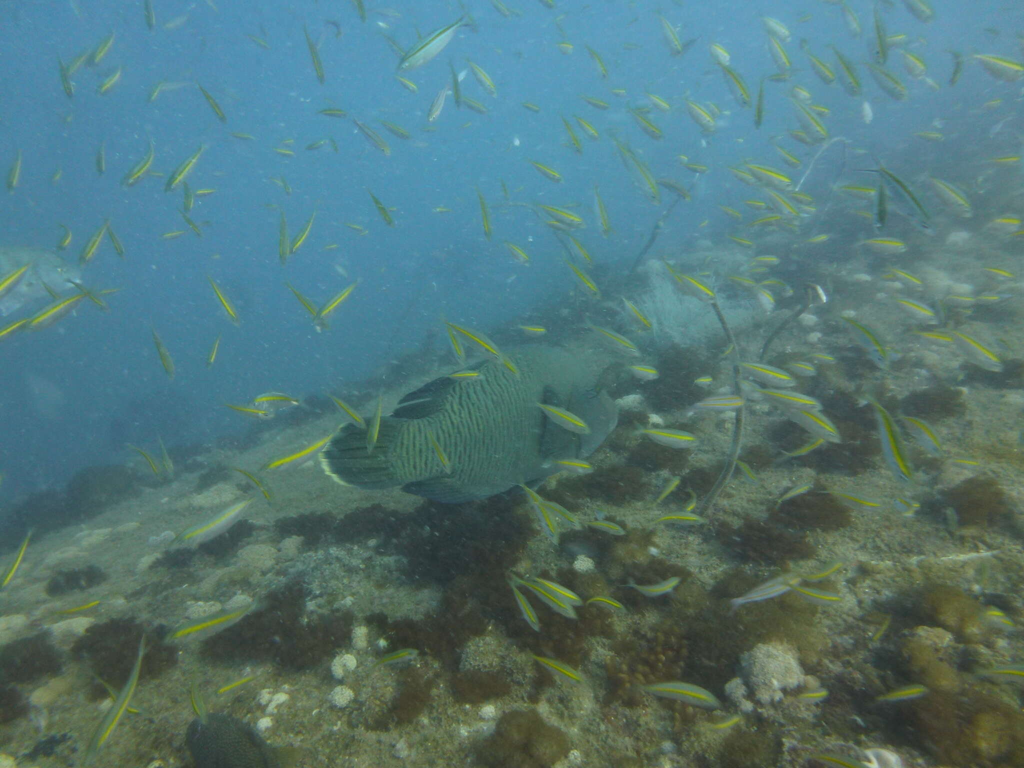 Image of Giant Wrasse