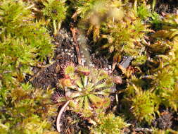 Image of pink sundew