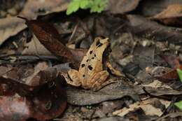 Image of Rhinella alata (Thominot 1884)