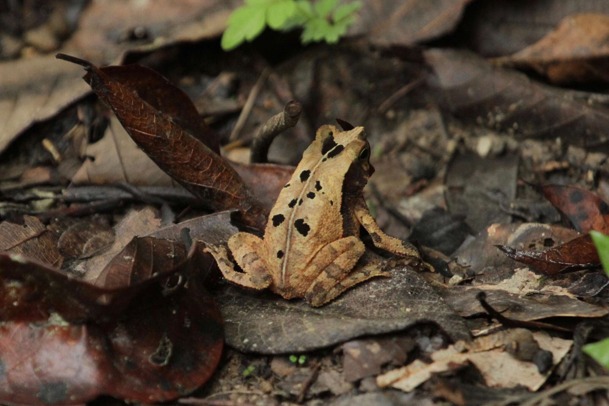 Rhinella alata (Thominot 1884)的圖片