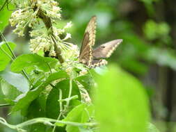 صورة Papilio astyalus Godart 1819