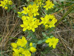 Image of Haplophyllum thesioides (Fischer ex DC.) G. Don fil.