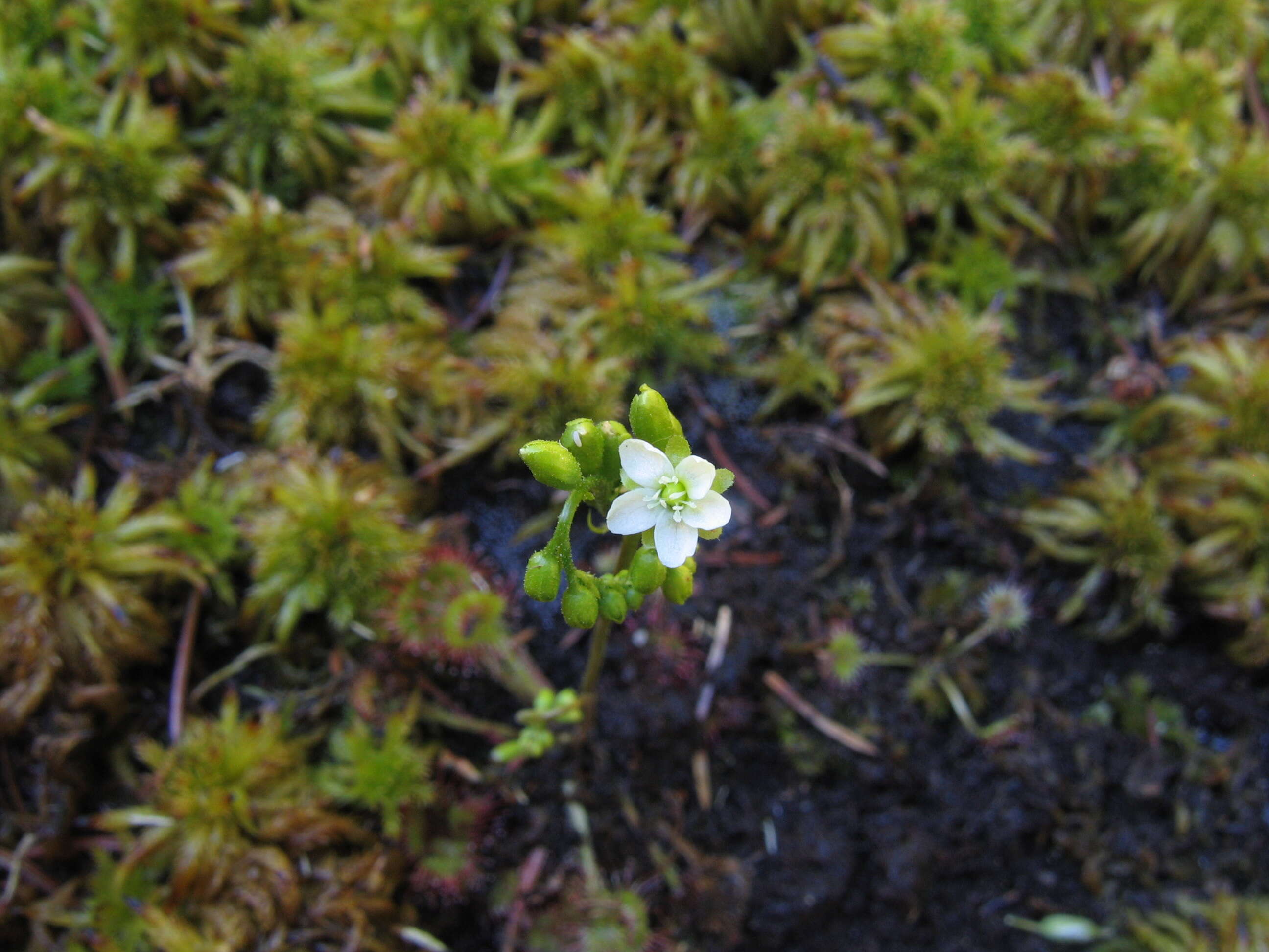 Image of Common Sundew