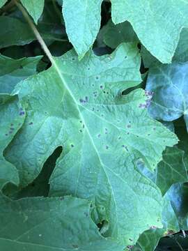 Image de Cercospora hydrangeae Ellis & Everh. 1892