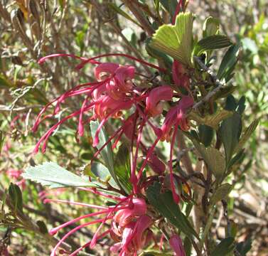 Imagem de Grevillea pectinata R. Br.