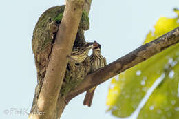 Plancia ëd Empidonomus Cabanis & Heine 1860