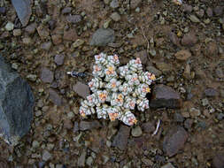 Image of Crassula corallina Thunb.