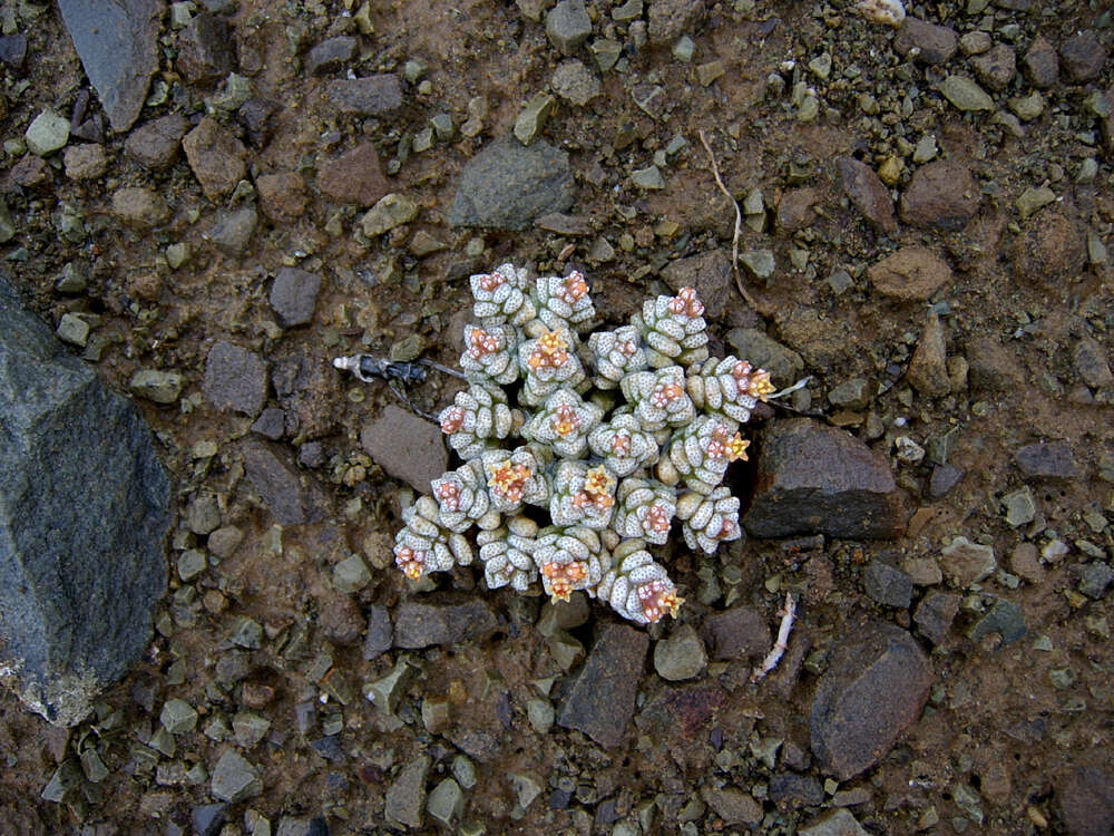 Image of Crassula corallina Thunb.