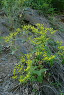 Image of shale barren buckwheat