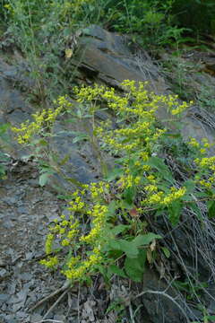 Image of shale barren buckwheat