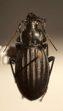 Carabus (Aulonocarabus) canaliculatus M. Adams 1812 resmi