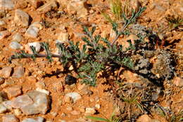 Image of <i>Pelargonium parviflorum</i>