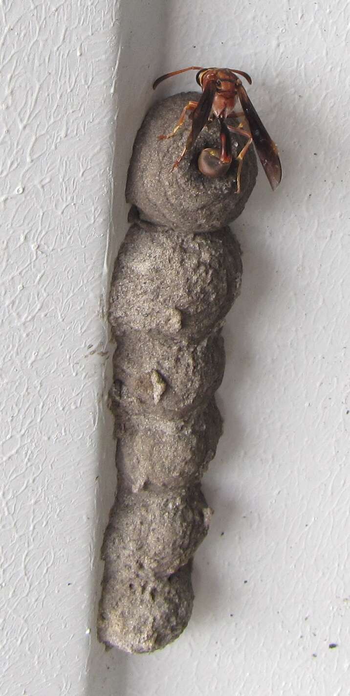 Image of Potter wasp