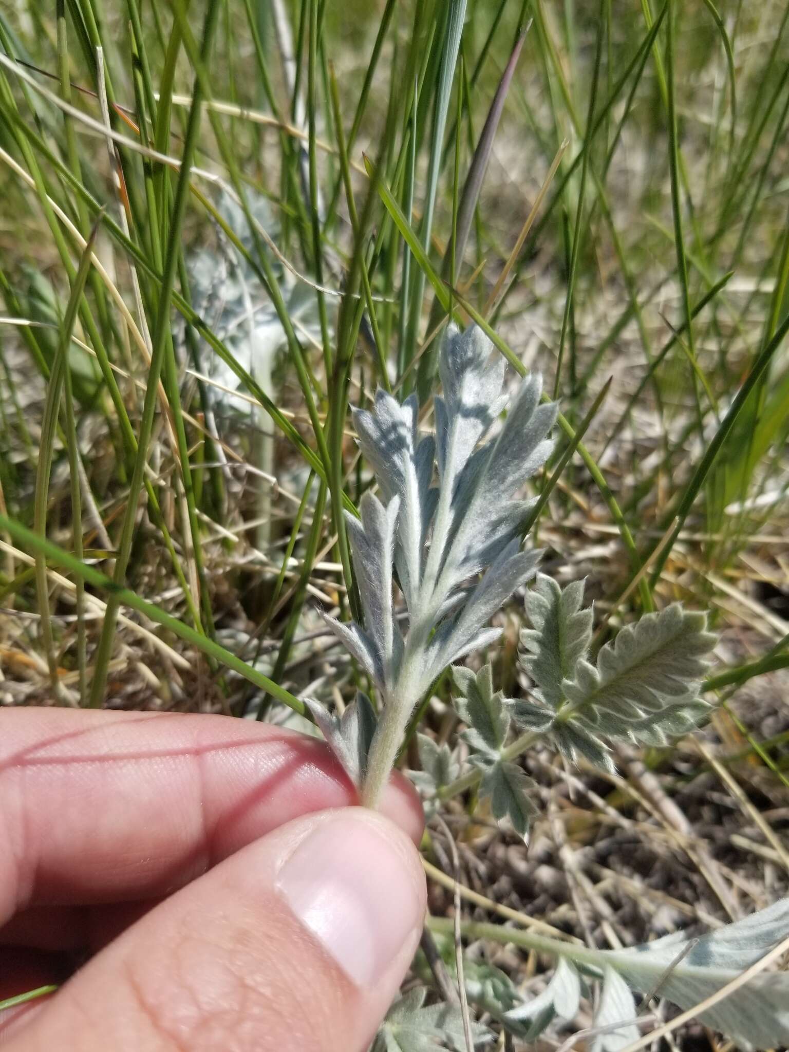 Слика од Potentilla effusa Dougl. ex Lehm.