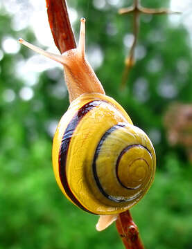 Image of White-lipped banded snail