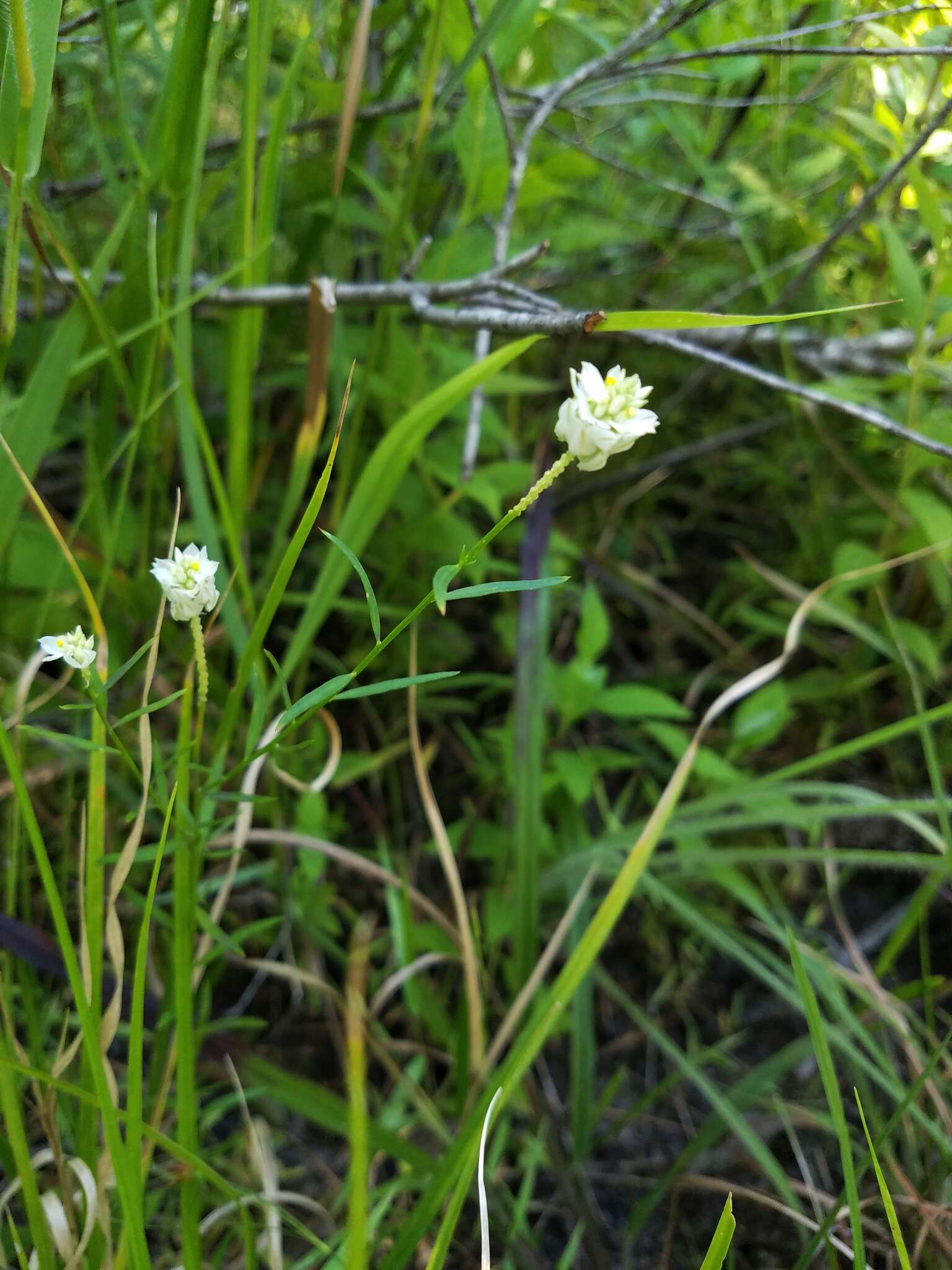 Image of blood milkwort