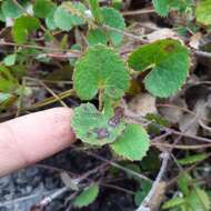 Imagem de Centella eriantha (Rich.) Drude