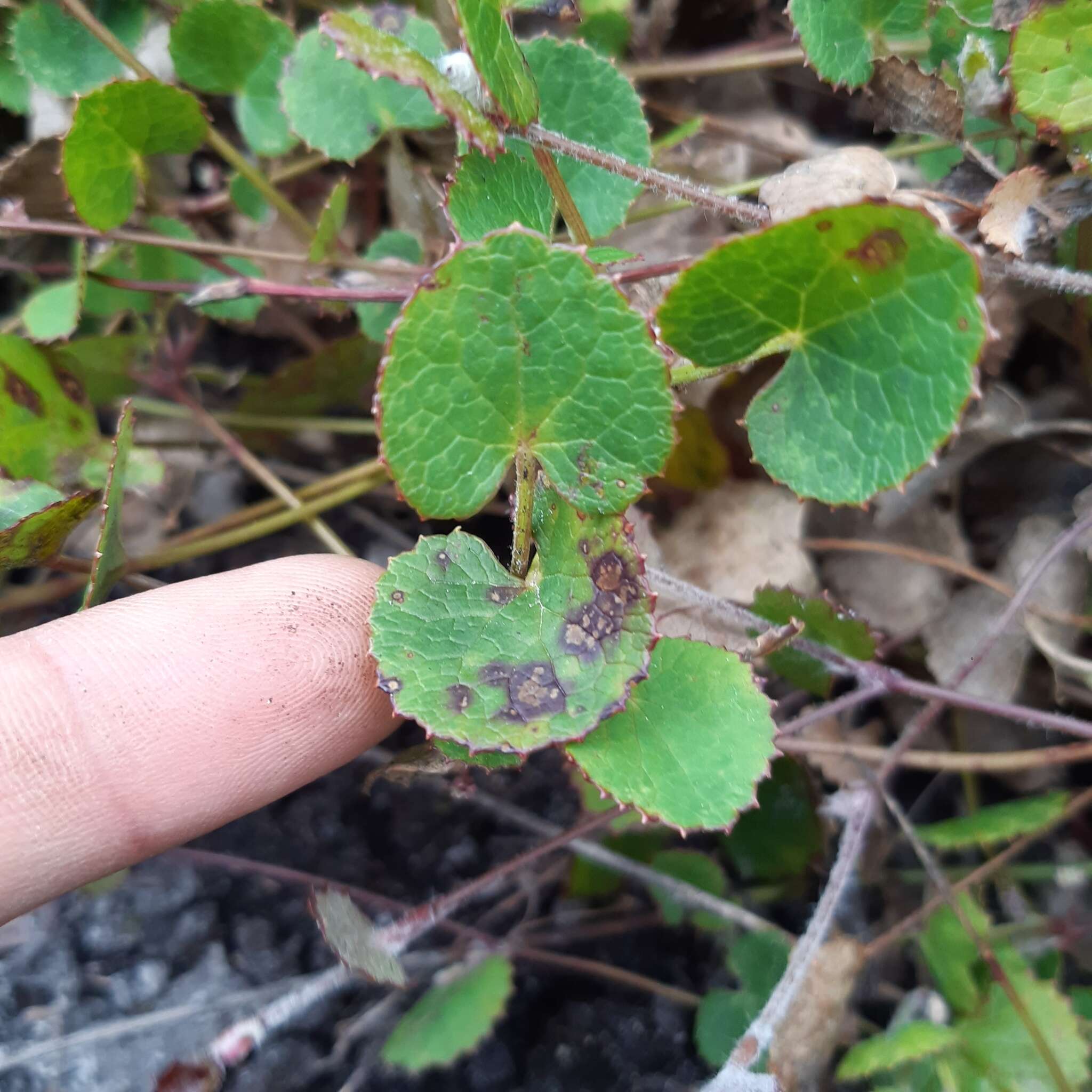 Image of Centella eriantha (Rich.) Drude