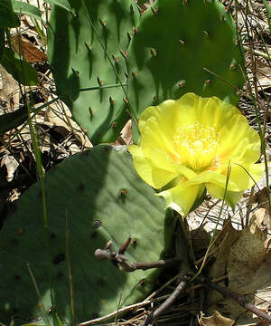 Image of Eastern Prickly Pear