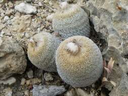 Image of Epithelantha greggii subsp. polycephala