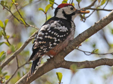 Image of White-backed Woodpecker