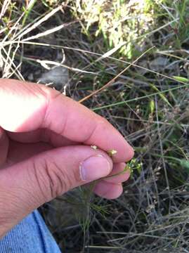 Image of Bristly-Fruit Scaleseed