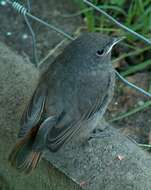 Image of Black Redstart