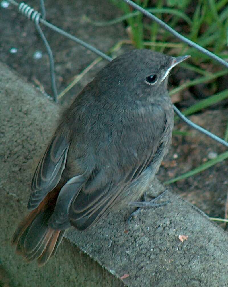 Image of Black Redstart