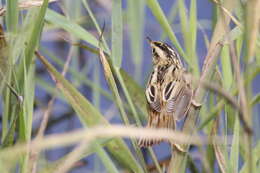 Image of Aquatic Warbler