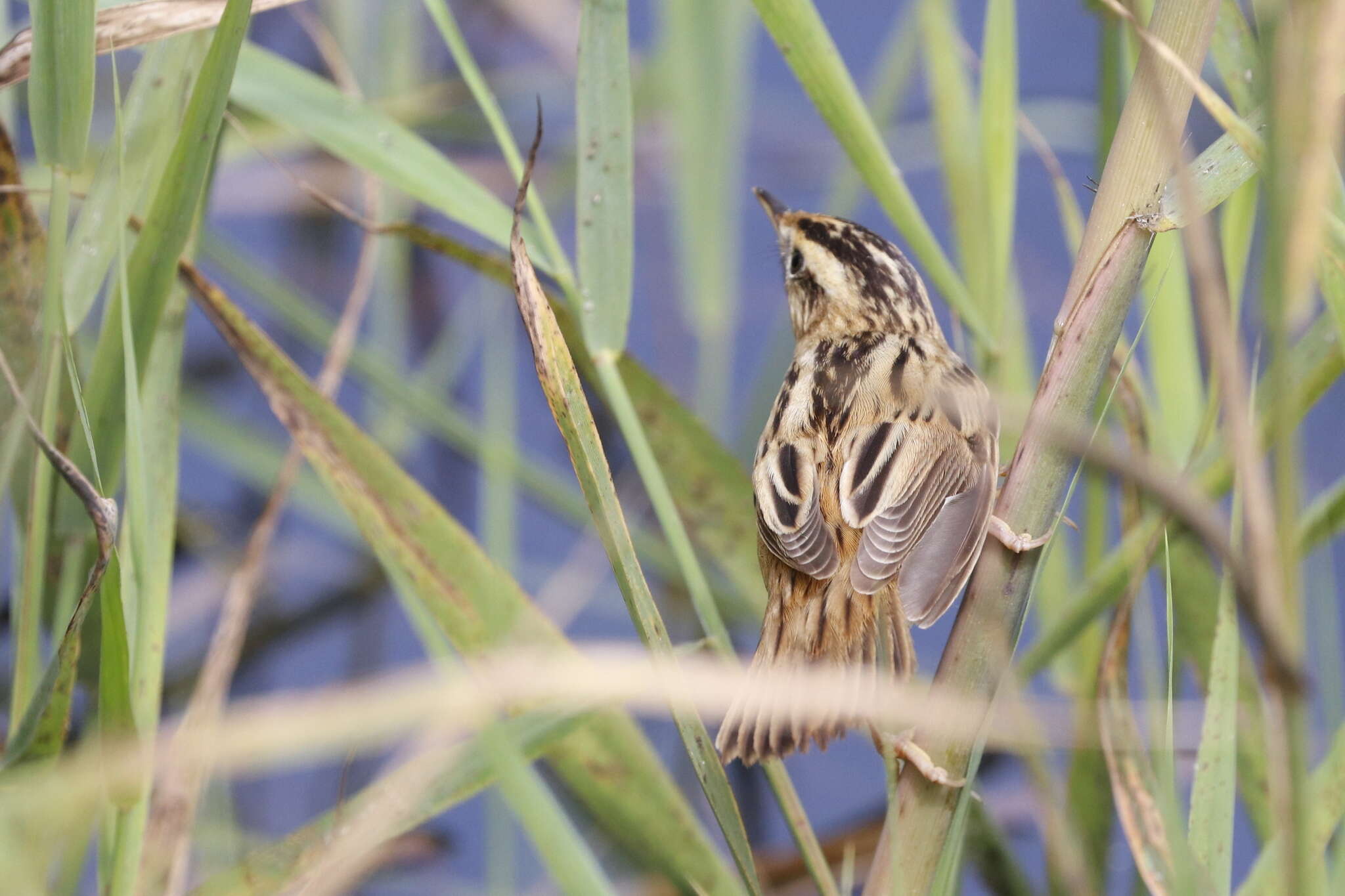 Image of Aquatic Warbler