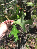 Image of Turkey Oak