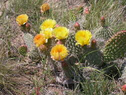 Image of Panhandle Prickly-pear