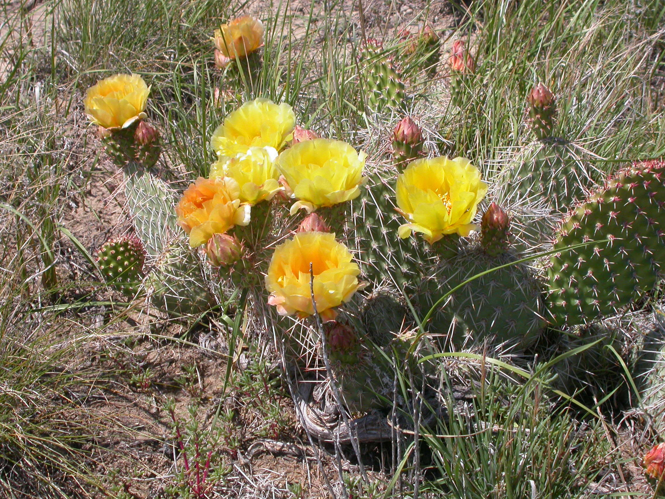 Image of Panhandle Prickly-pear