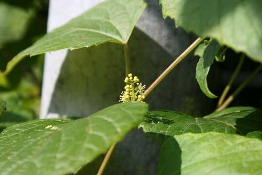 Image of Vitis flexuosa Thunb.