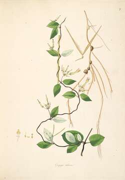 Image of Ceropegia candelabrum L.