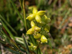 Image of pod-grass family